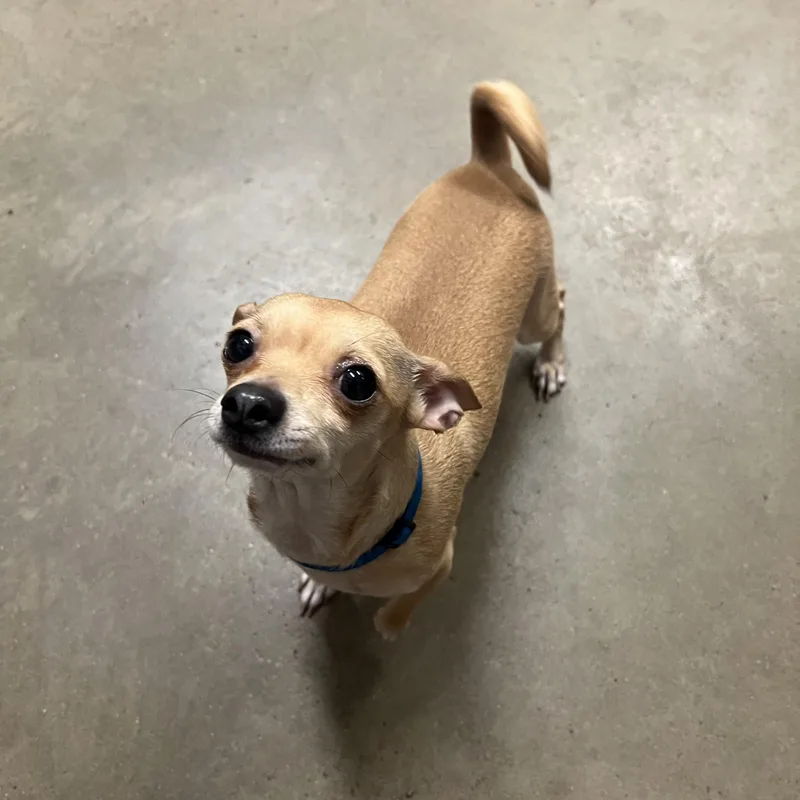 Chloe & Cooperno Fee thumbnail 3