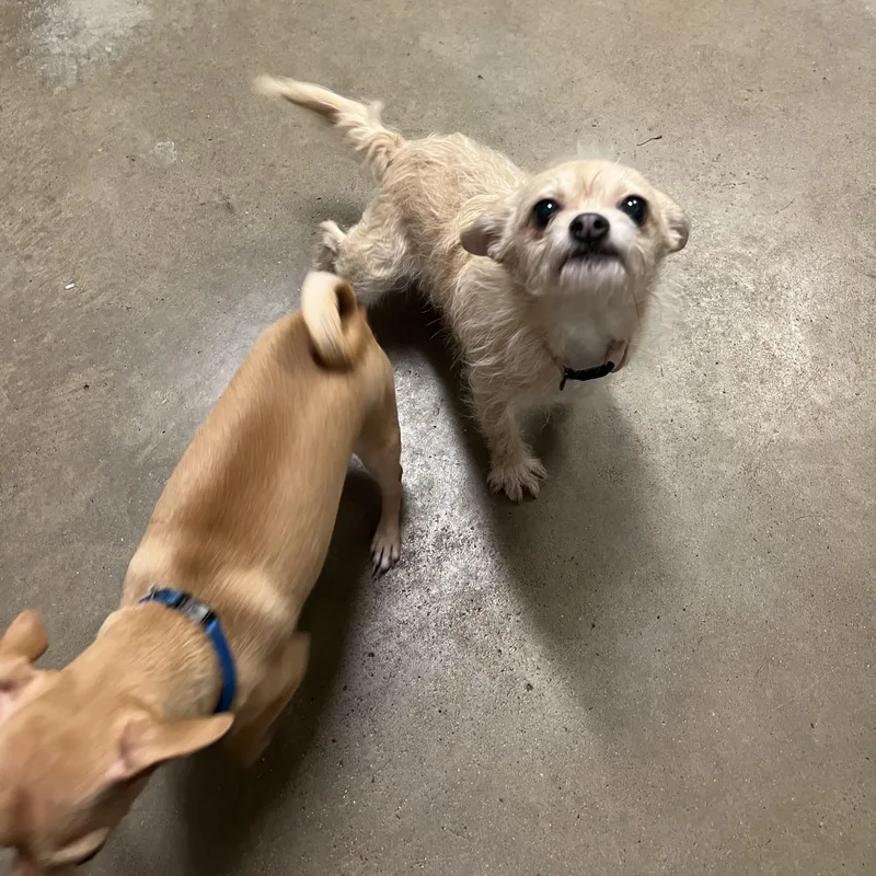 Chloe & Cooperno Fee thumbnail 4