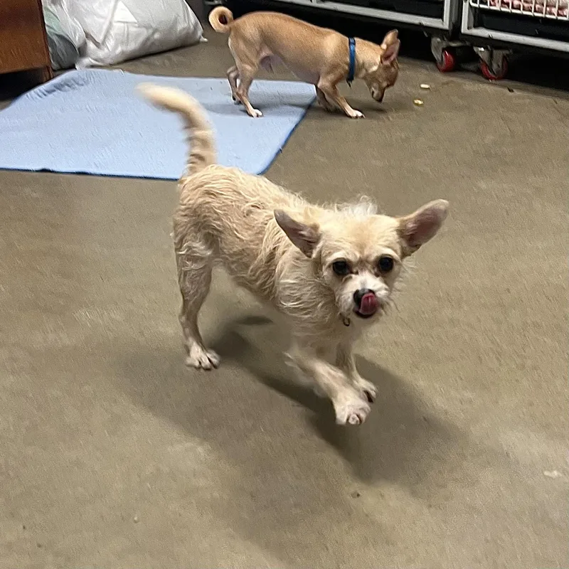 Chloe & Cooperno Fee thumbnail 5