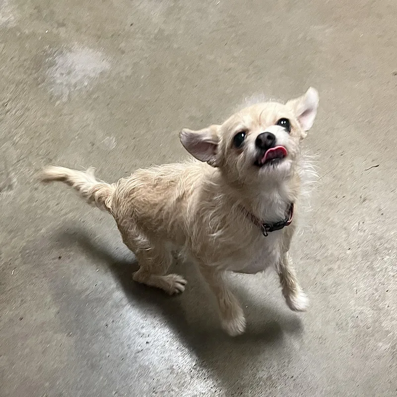 Chloe & Cooperno Fee thumbnail 6