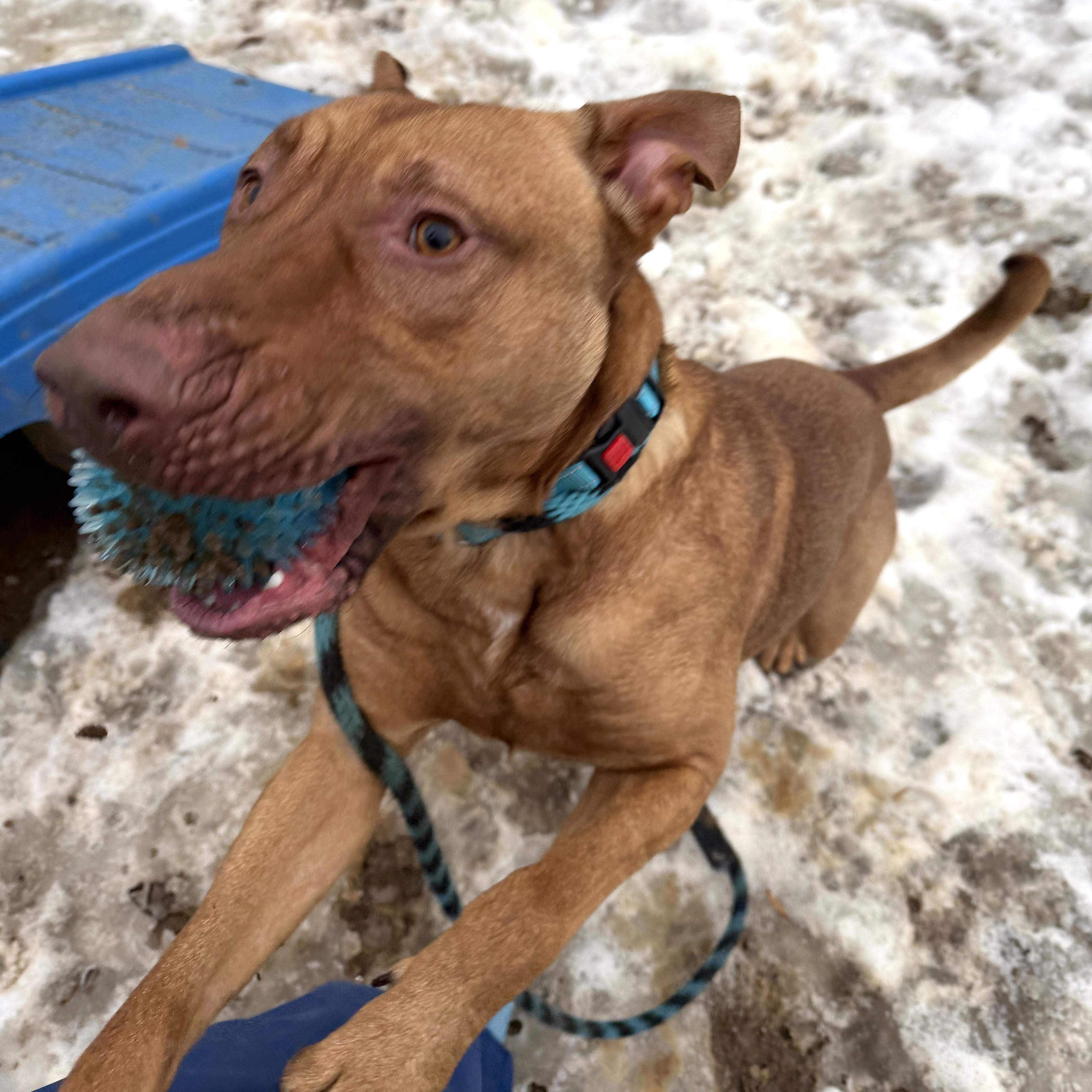 Brother Bear thumbnail 2