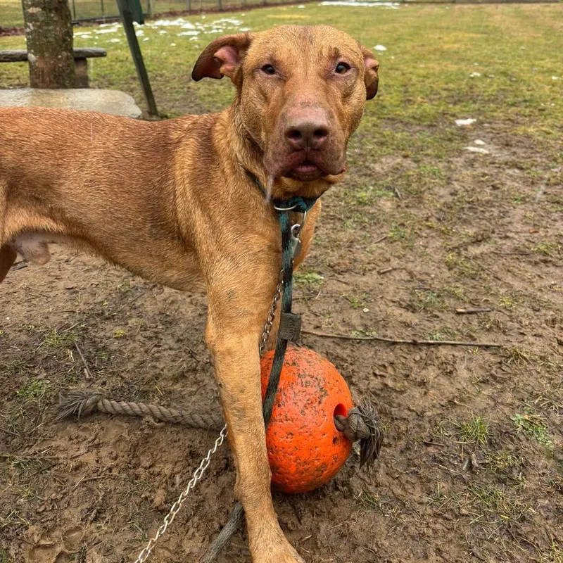 Brother Bear thumbnail 3