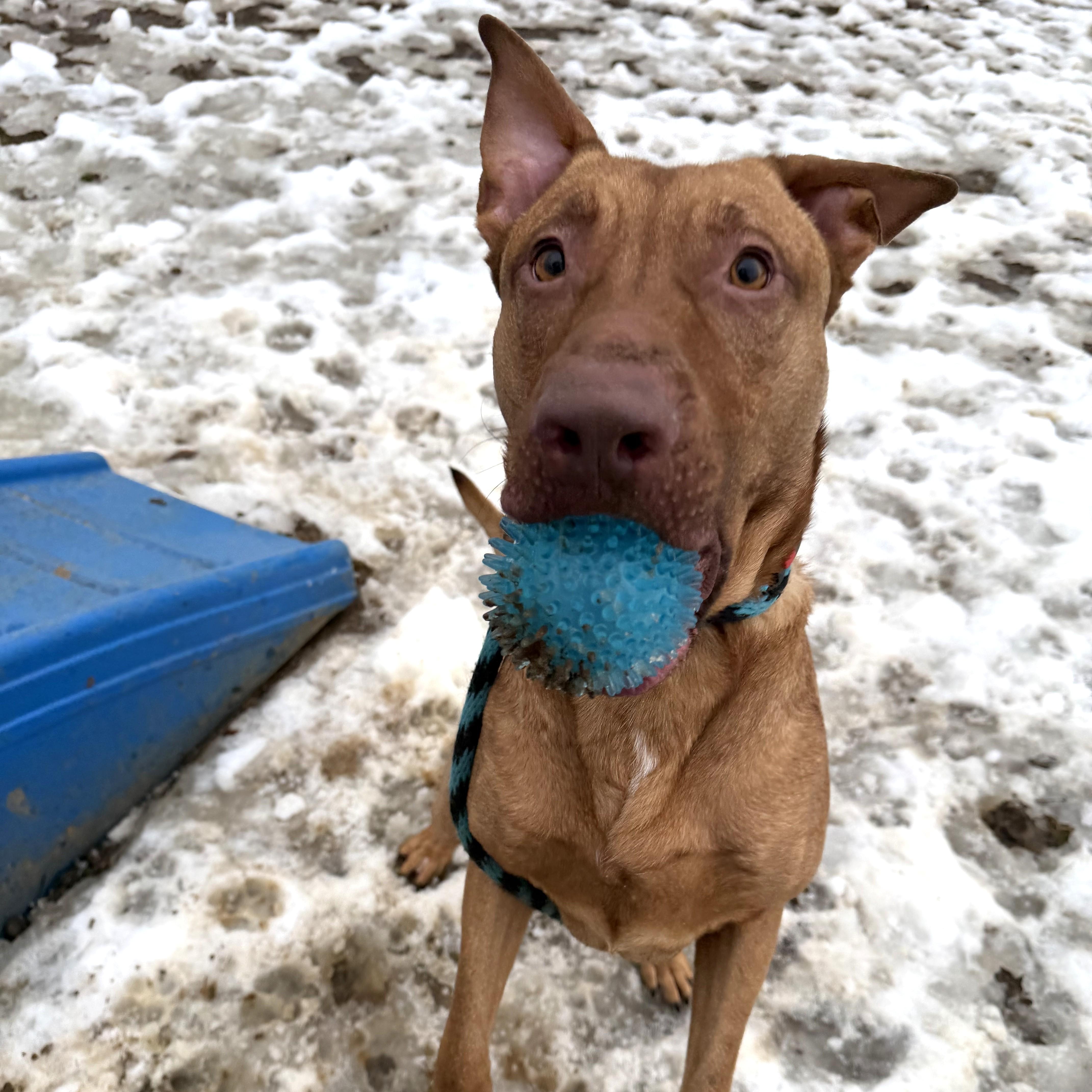 Brother Bear thumbnail 4