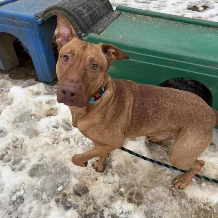 Brother Bear thumbnail 5