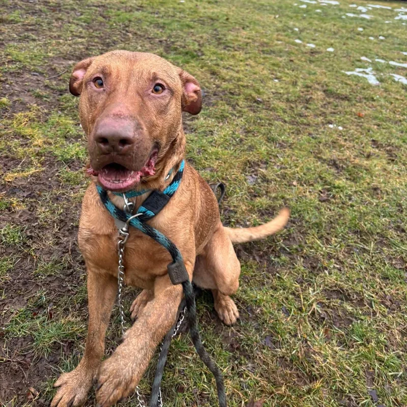 Brother Bear thumbnail 6