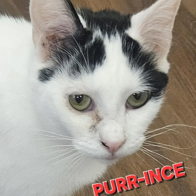 Purrince thumbnail 2