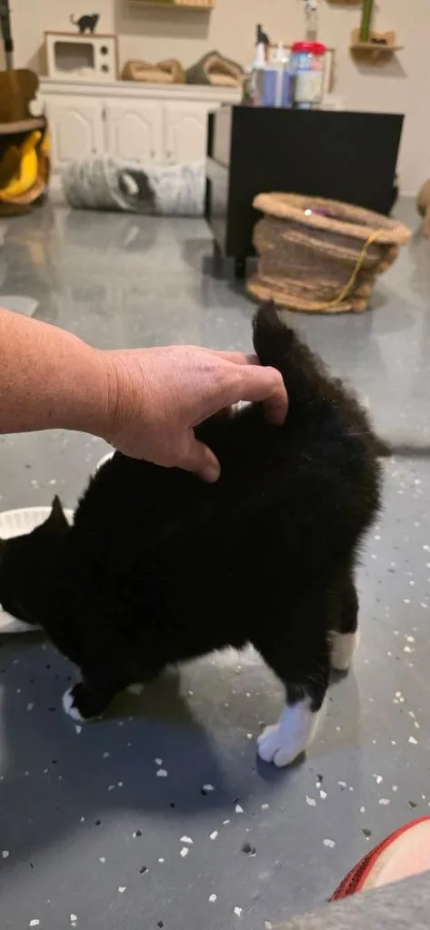 Stubby Sue thumbnail 3