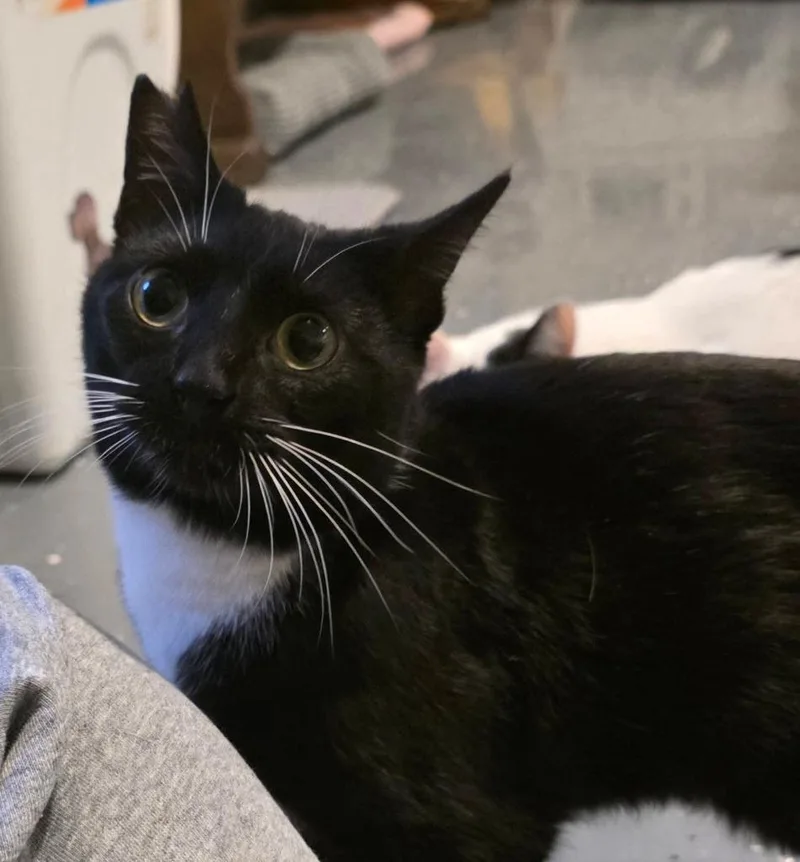 Stubby Sue thumbnail 4