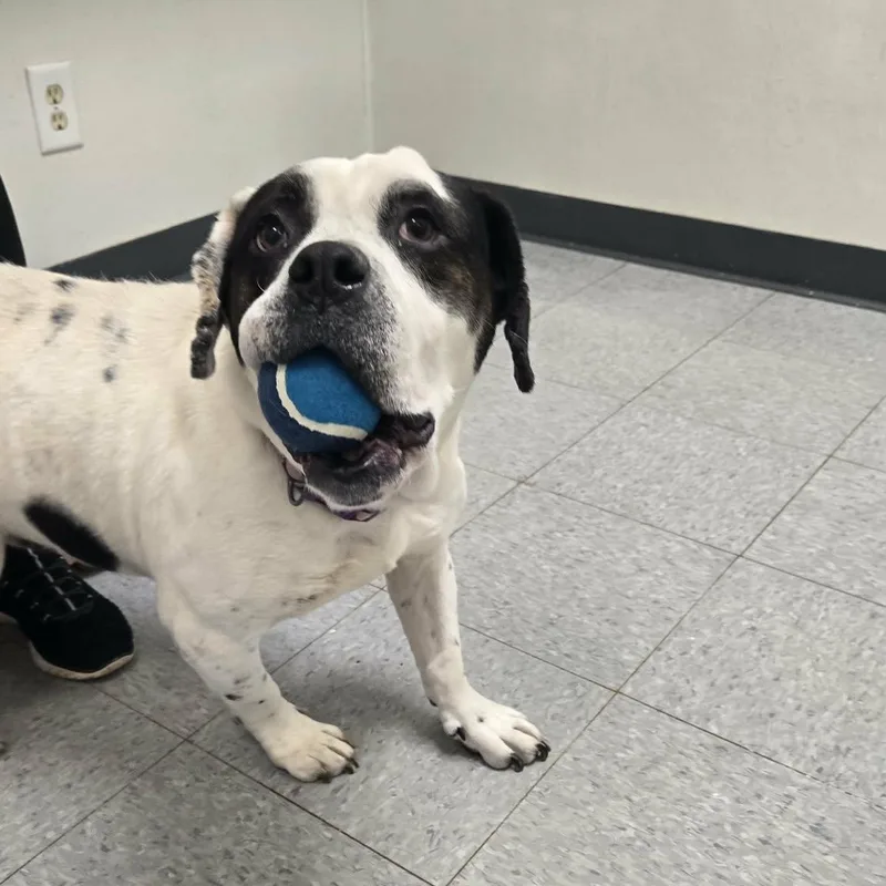 Broccoli thumbnail 2