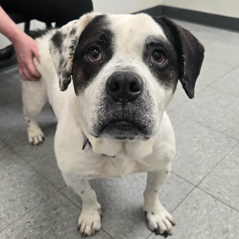 Broccoli thumbnail 3