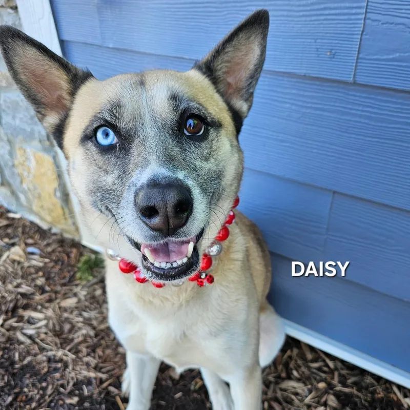 Daisy thumbnail 3