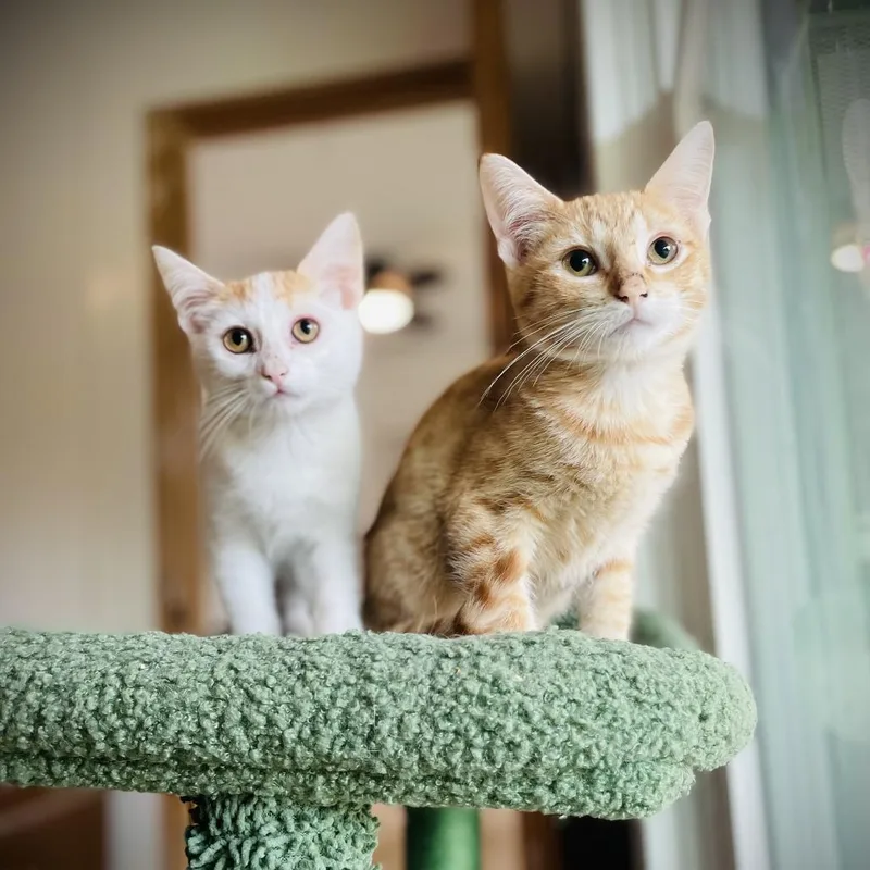 Kai And Koi thumbnail 3