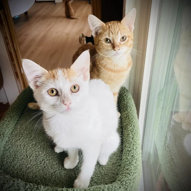 Kai And Koi thumbnail 4