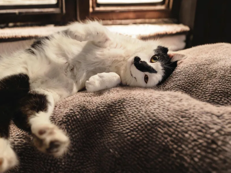 Mr. Black And White thumbnail 2