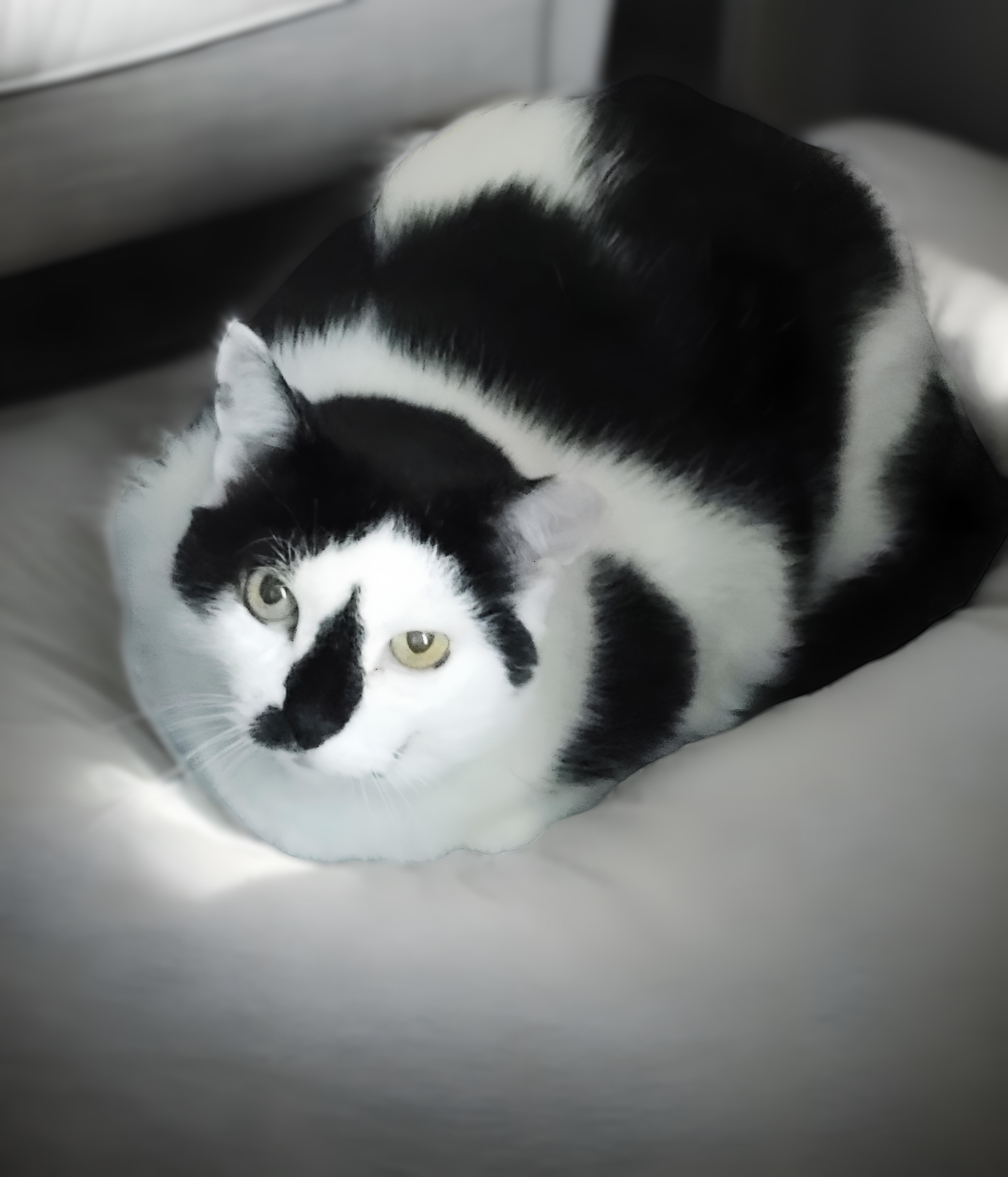 Mr. Black And White thumbnail 3