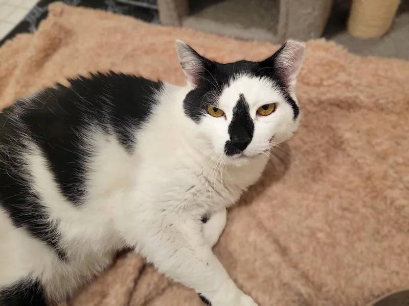 Mr. Black And White thumbnail 4