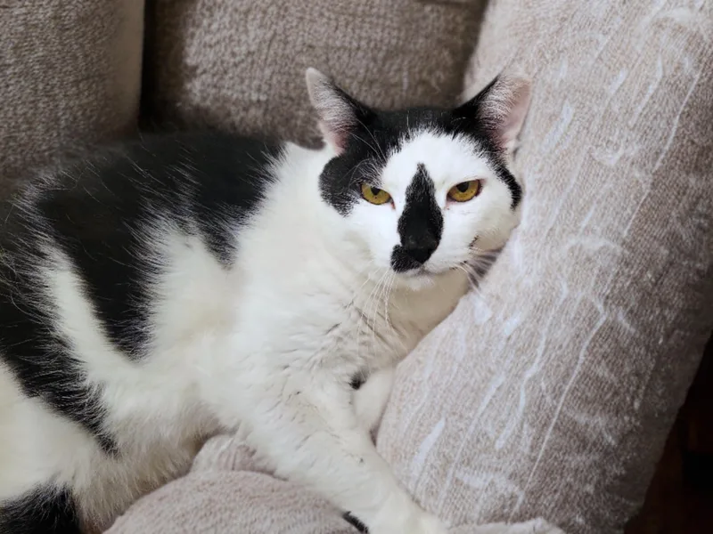 Mr. Black And White thumbnail 5