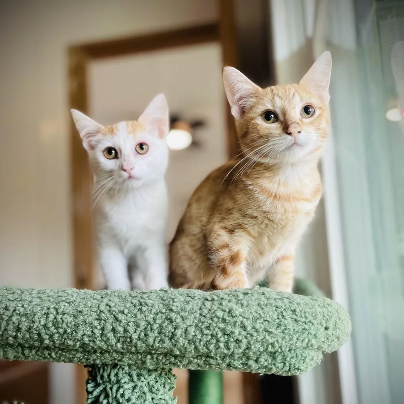 Koi And Kai thumbnail 2