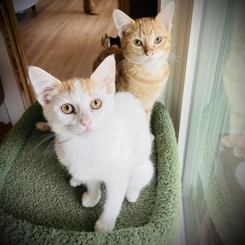 Koi And Kai thumbnail 3