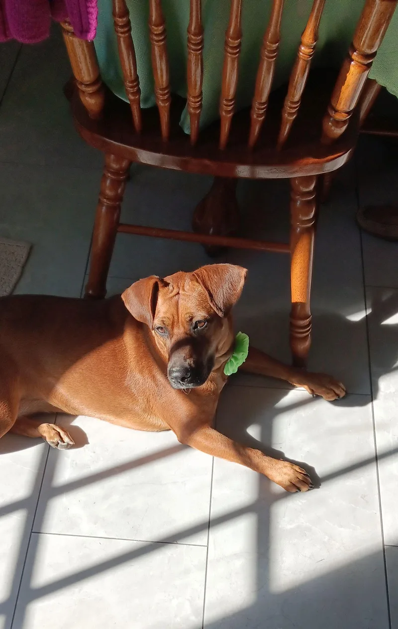 Foxy Roxy thumbnail 2