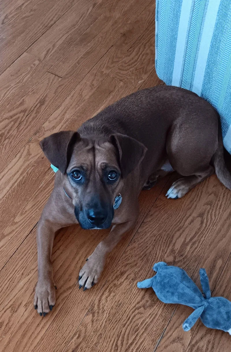 Foxy Roxy thumbnail 3