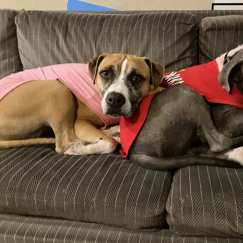 Mulan  Pro Nature thumbnail 4