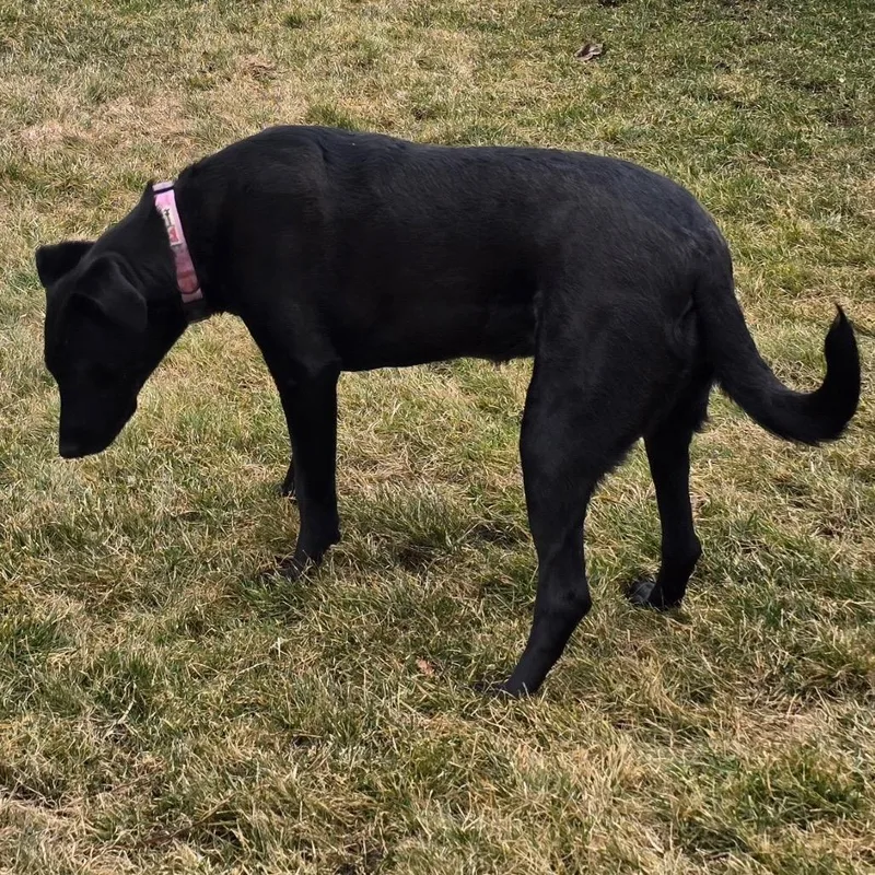 Scarlett thumbnail 2