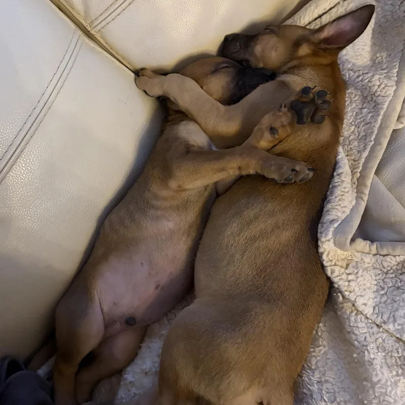 Moira Rose thumbnail 2