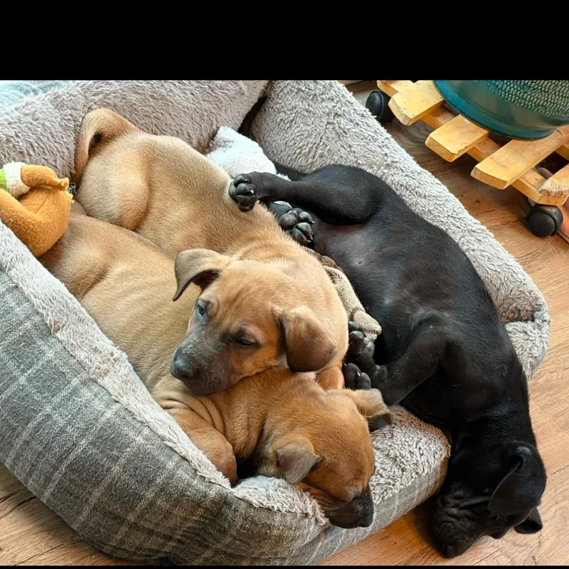 Moira Rose thumbnail 3