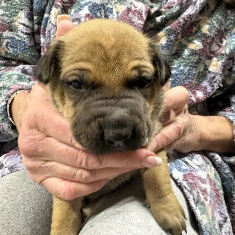 Moira Rose thumbnail 4