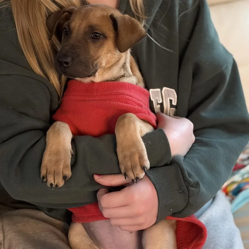 Moira Rose thumbnail 5