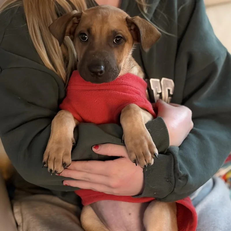 Moira Rose thumbnail 6