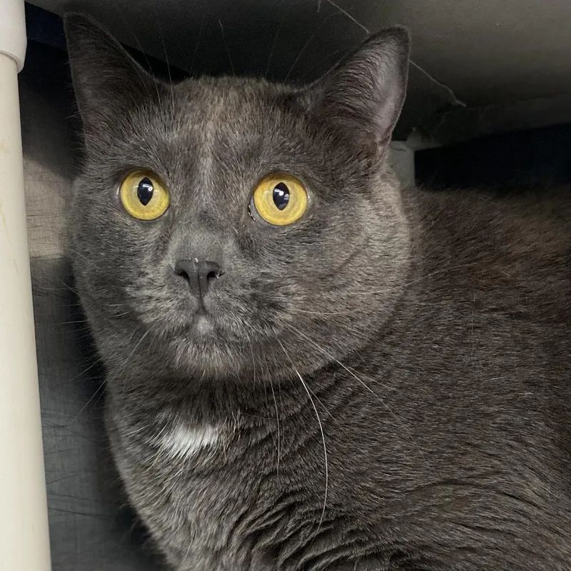 Loquilla thumbnail 2