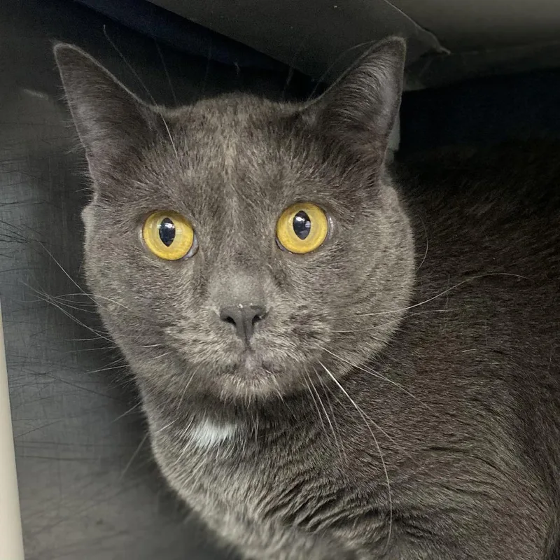 Loquilla thumbnail 3