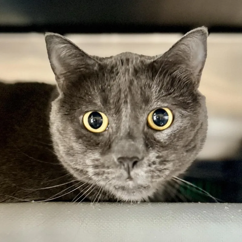 Loquilla thumbnail 4