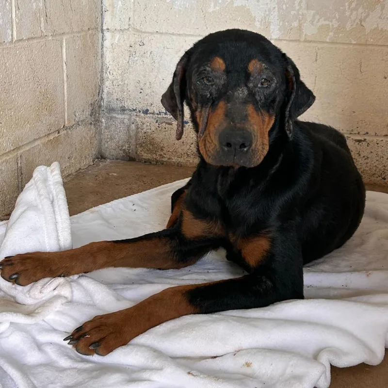 Penelope thumbnail 2