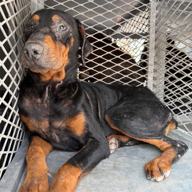 Penelope thumbnail 3