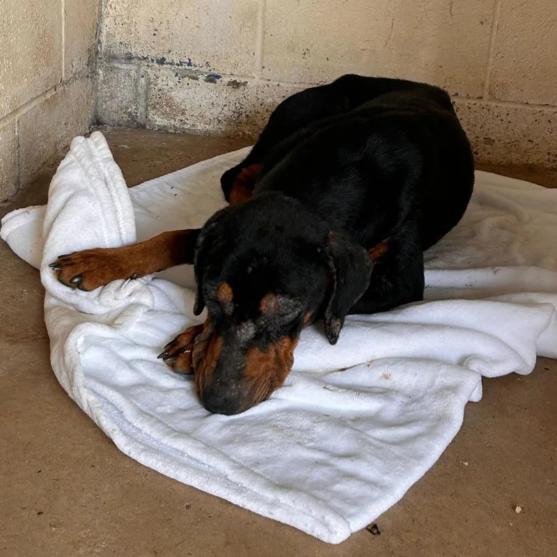 Penelope thumbnail 4