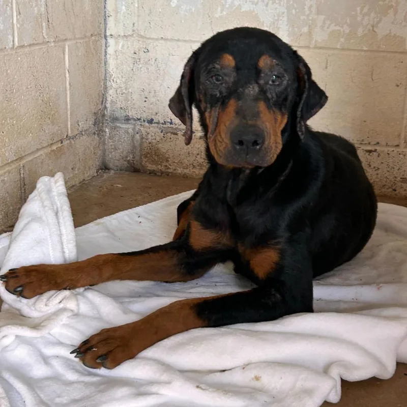 Penelope thumbnail 5