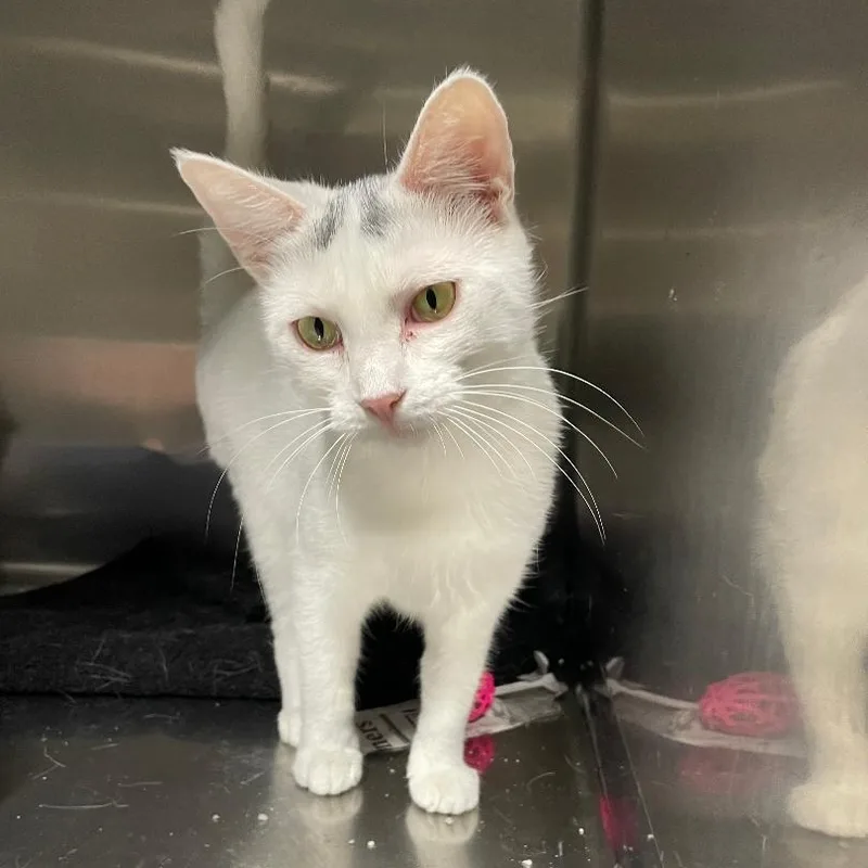 Skid Rock thumbnail 2