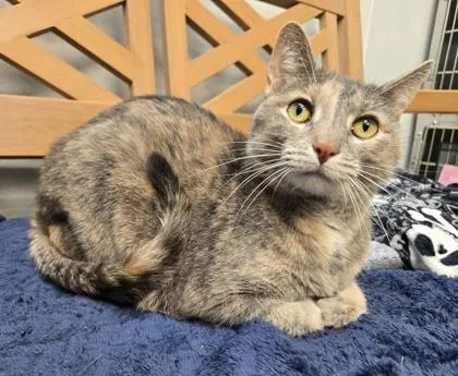 Moira Rose thumbnail 3