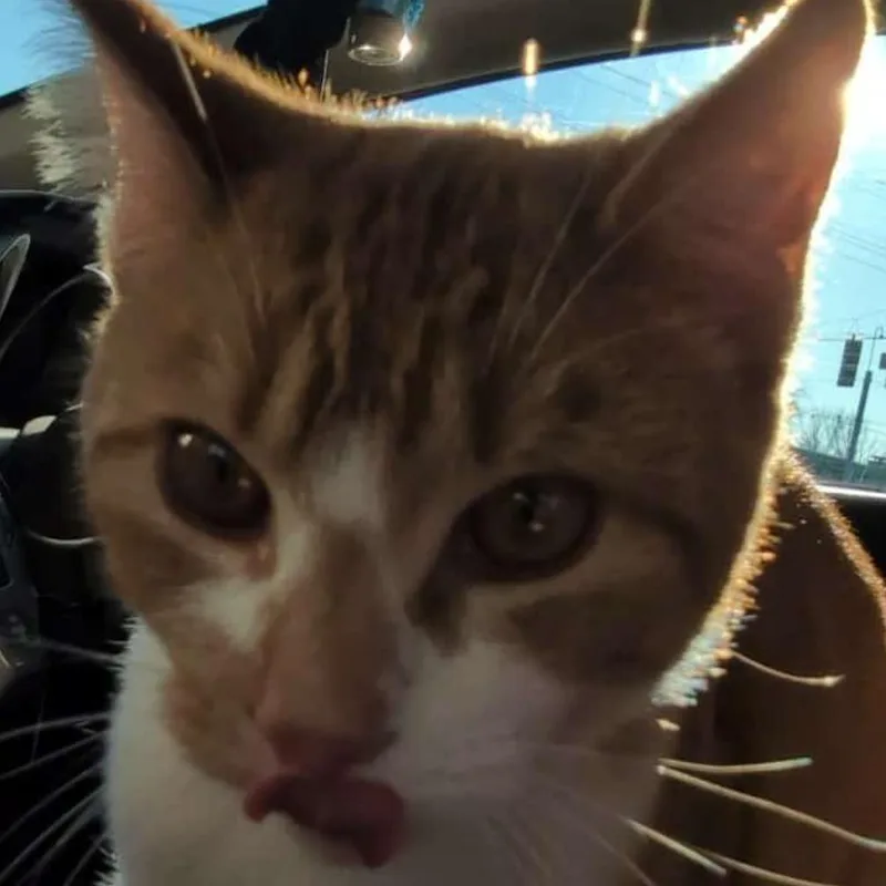 Blast @pawz Pet Cafe