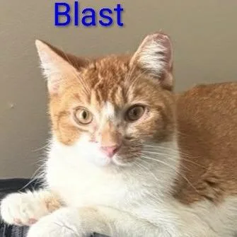 Blast @pawz Pet Cafe thumbnail 2