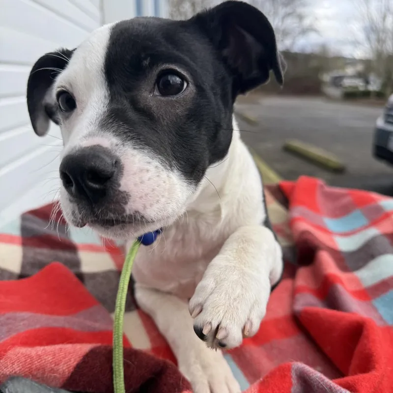 A baby small-sized female Black American Staffordshire Terrier dog named Baby for adoption in Newberg, OR