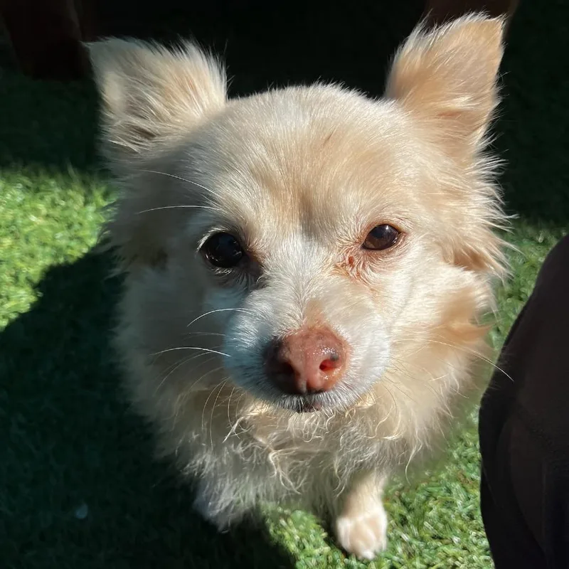 Sugar Cookie thumbnail 2