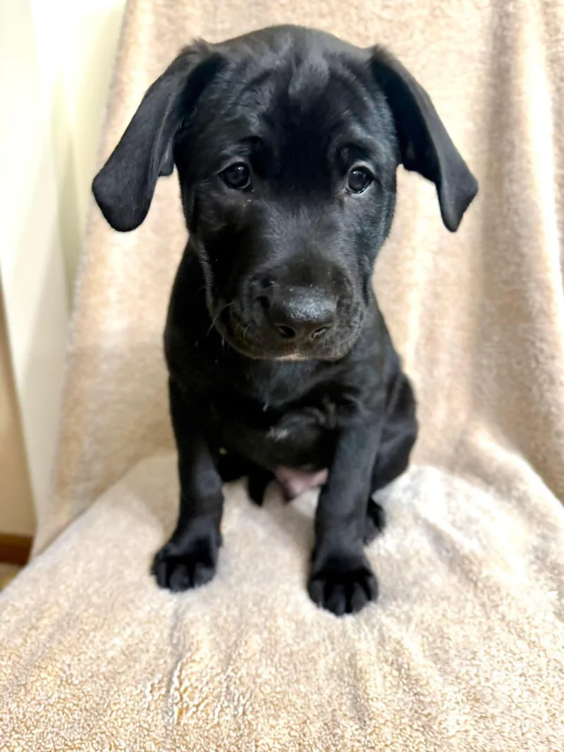 A baby large-sized male Black Labrador Retriever dog named River for adoption in East Peoria, IL
