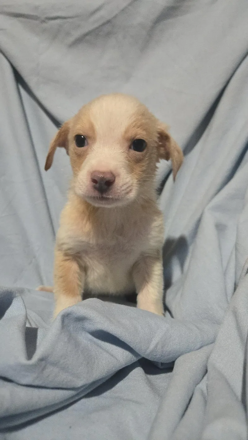 Blue Jay thumbnail 2