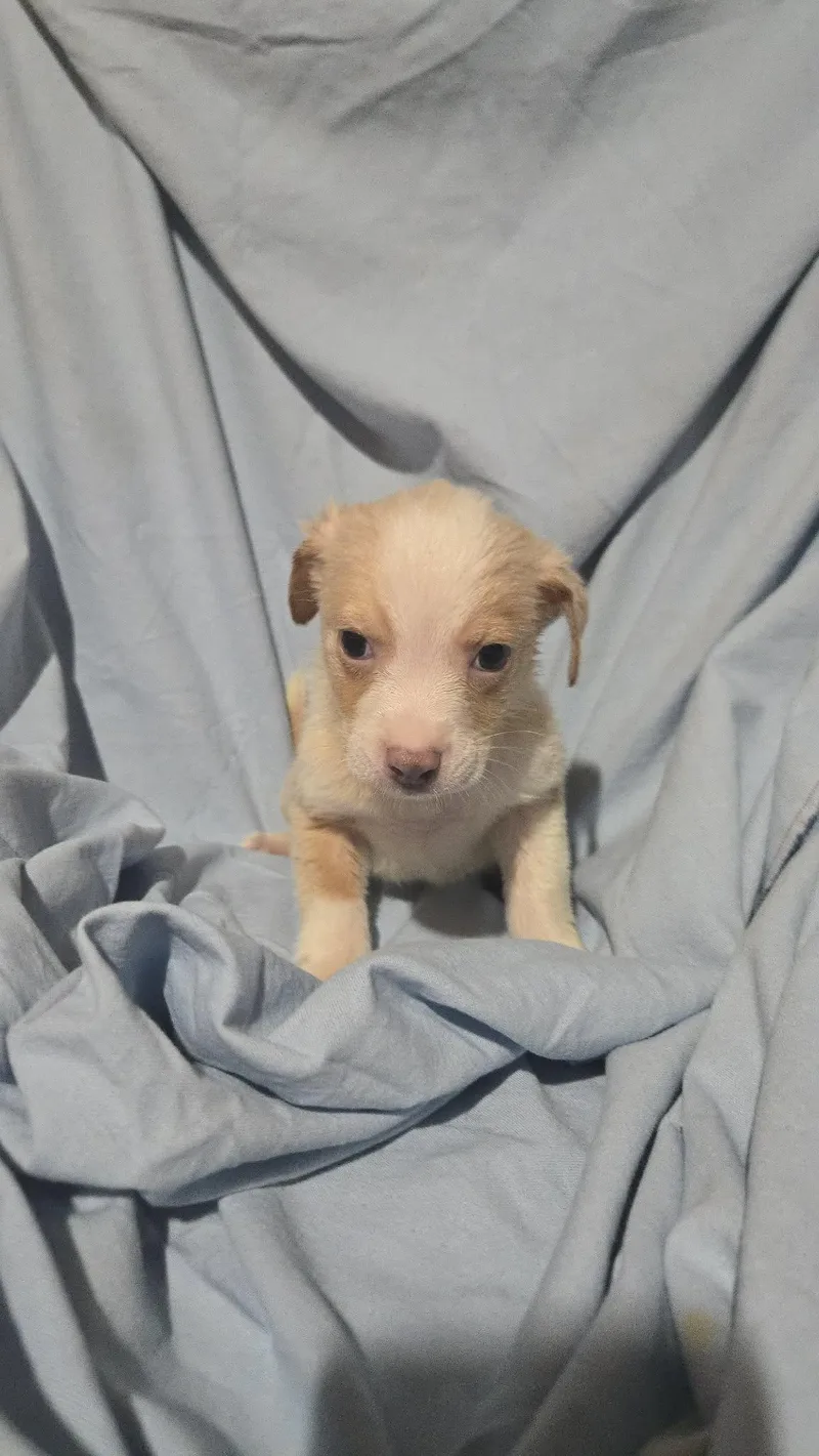 Blue Jay thumbnail 3