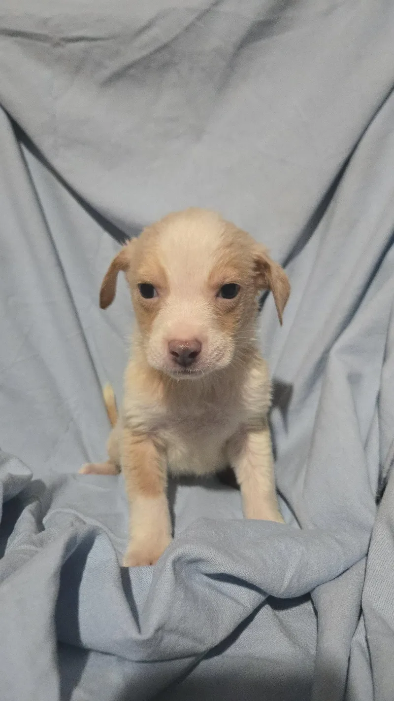 Blue Jay thumbnail 4