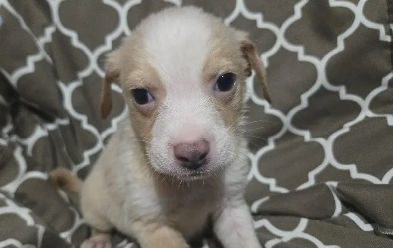 Blue Jay thumbnail 5